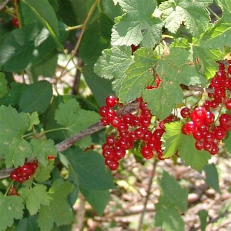 Red Currant Jelly Recipe Finecooking Recipe Currant Jelly Red Currant Red Currant