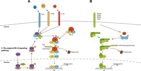 The Canonical Non Canonical And The Atypical Nf B Signaling Pathway