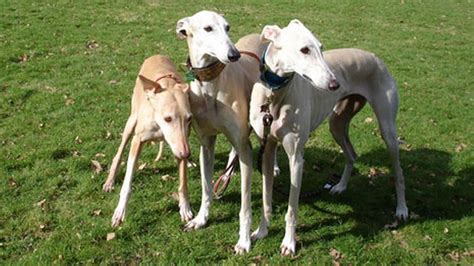 Greyhounds In Need Rescued Mirror Online