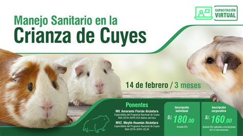 Manejo Sanitario en la Crianza de Cuyes Virtual Campañas