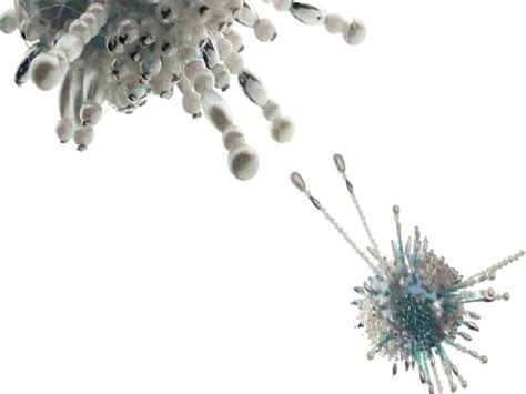 mitosos dr trish adams