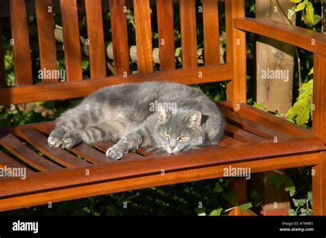 A Beautiful Adult Silver Grey Domestic Cat Felis Catus Sunning