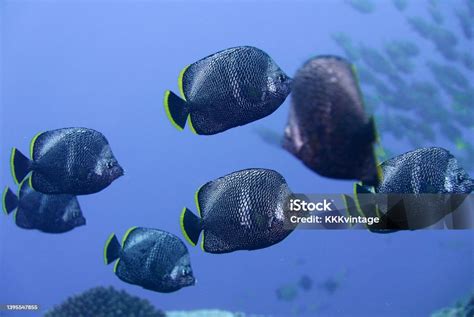 Scuba Diving At Chichi Jima Bonin Island Ogasawara Stock Photo