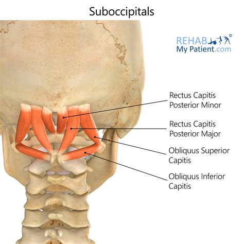 Suboccipitals | Rehab My Patient