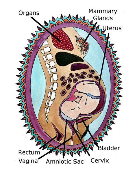 Childbirth Education Slides/ Set 1/ Slides 1-5/ Pdfs/ Midwife/ - Etsy