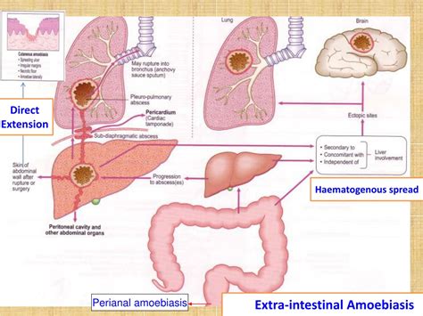 Ppt Amoebiasis Powerpoint Presentation Free Download Id9193597