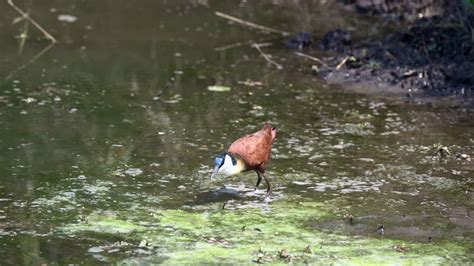 Vídeo Premium Jacana africana vadeando y alimentándose en aguas poco