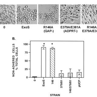 Analysis Of J A Cell Morphology By Sem J A Cells Were Grown On