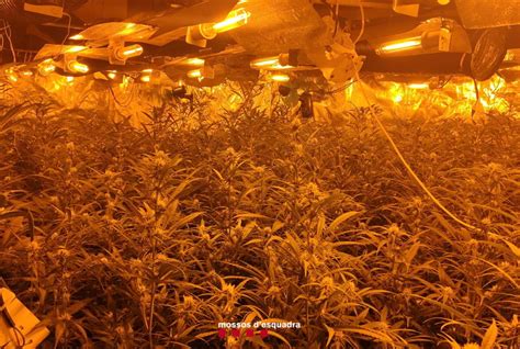 Detenen Un Home Per Tenir Plantes De Marihuana En Una Casa De