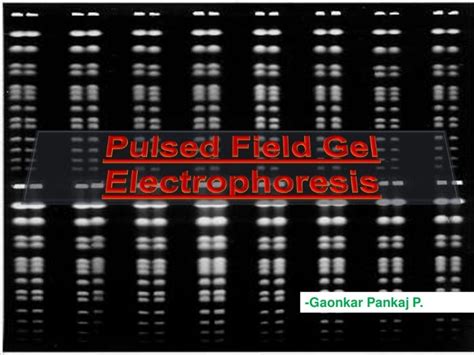 Pulse Field Gel Electrophoresis