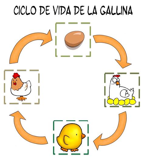 Recursos Y Actividades Para EducaciÓn Infantil Ciclo De La Vida De Una Gallina Ciclo De Vida