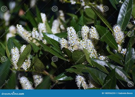 Flowers and Foliage of Prunus Laurocerasus. Stock Image - Image of flowers, evergreen: 180956255