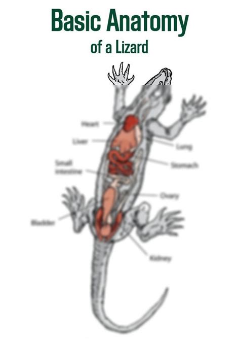 SOLUTION: Basic anatomy of lizard - Studypool