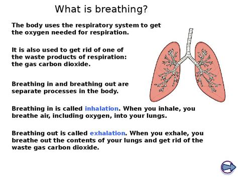 Ks Biology The Breathing System