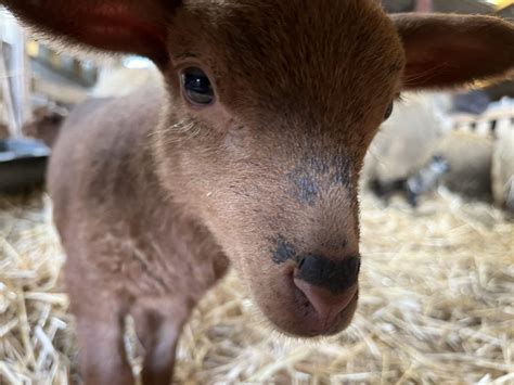 La période d agnelage un moment de renouveau au cœur de la ferme