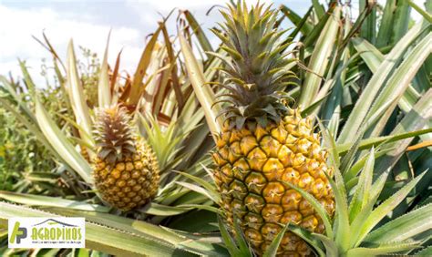 AGROPINOS Piña la nueva apuesta de exportación de Colombia