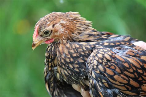 Raising Chickens Golden Laced Wyandottes