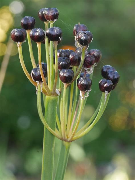 Allium Wallichii Seed Harvest Edimentals