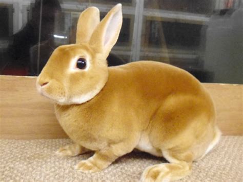 Mini Rex Rabbit – Central California SPCA, Fresno, CA