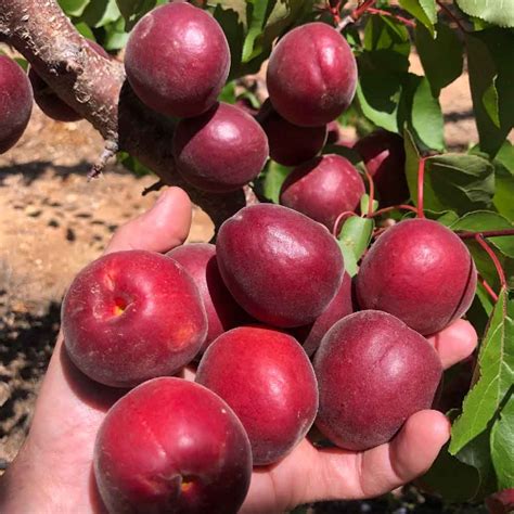 Marcelino Vivai Spinelli La Frutta che verrà