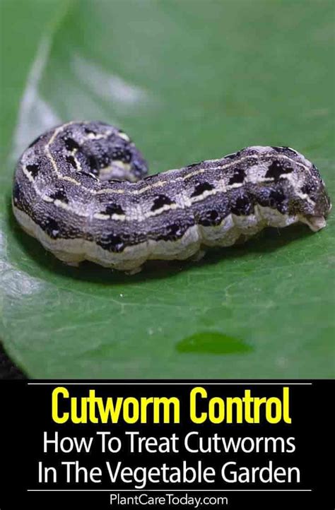 How Do You Get Rid Of Cutworms In Your Garden Minors Garden Center