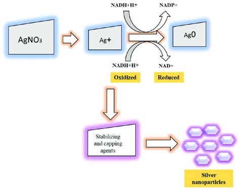 Schematic Representation Of Mechanisms Involved In AgNPs Synthesis