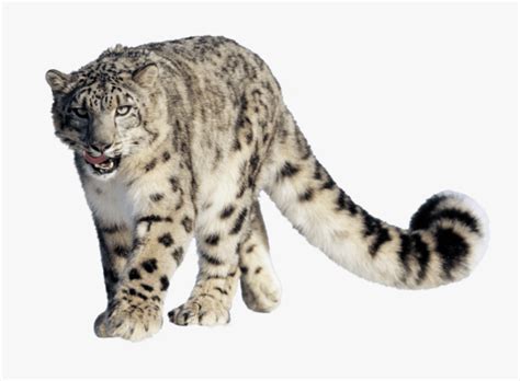 Leopard Snow - Snow Leopard Hemis National Park, HD Png Download - kindpng