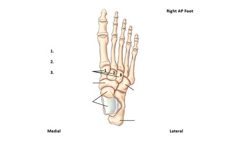Right Ap Foot Labeling Diagram Quizlet