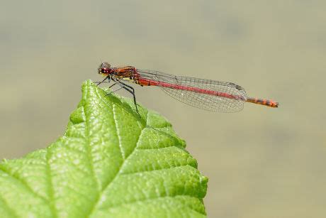 Large Red Damselfly Pyrrhosoma Nymphula Adult Editorial Stock Photo