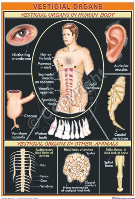 supporto prato Perth vestigial organs in human body giuria Fare elemento