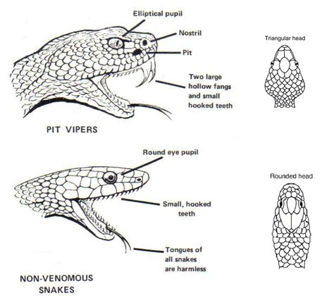 How to Tell if a Snake is Venomous or Not | Attic Kings