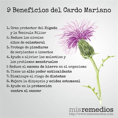 Cardo Mariano Mis Remedios