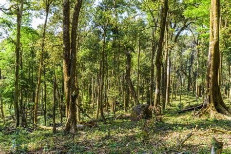 Asia Rainforest With Big Tree Stock Photo Image Of Environment