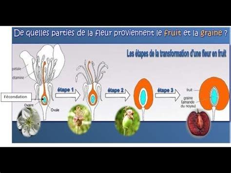 Transformation De La Fleur Au Fruit En 2023 Fruit Les Cinq Sens