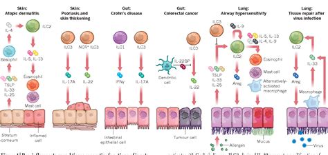 The Biology Of Innate Lymphoid Cells Semantic Scholar