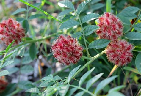 Regaliz Propiedades De La Planta Medicinal Herbolario Casa Pi