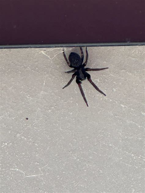 Can Anyone Id This Spider R Australianspiders