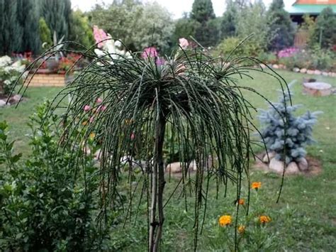 Thuja Żywotnik WHIPCORD Szczepiony Na pniu PA60 12783353409