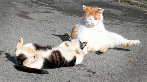 Neue Verordnung F R Katzen Im Landkreis Gotha