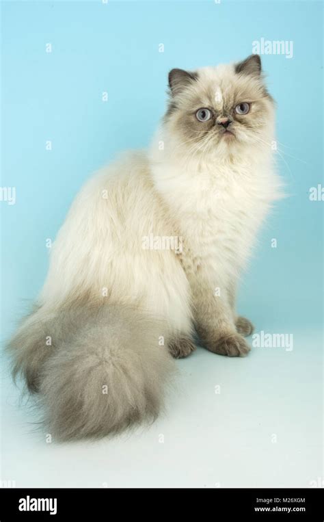 Blue Cream Tabby Colourpoint Cat Aka Persian Or Himalayan Stock