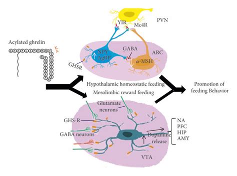 Effect Of Ghrelin On Two Main Brain Regions Arcuate Nucleus Arc Of