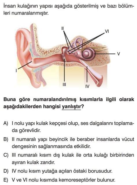 Duyu Organları II EK ÖDEV CAP Sınıf Biyoloji Biyoloji