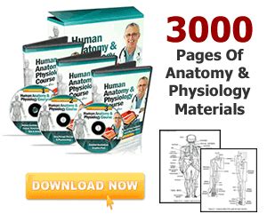 Online Human Anatomy And Physiology Courses