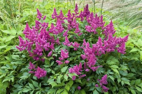 Astilbe Cuidados Cultivo Y Multiplicación Diferentes Híbridos