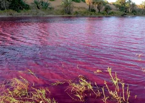 Río Nilo se tiñe de rojo y recuerda un famoso episodio bíblico Prensa