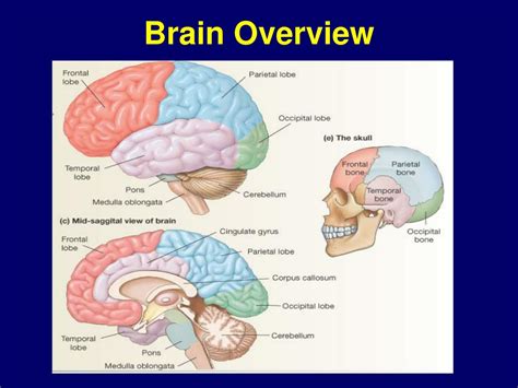 Ppt Neurophysiology Powerpoint Presentation Id168209