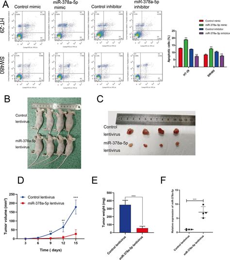 Mir 378a 5p Promotes Colorectal Cell Apoptosis And Inhibits Tumor