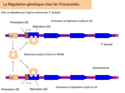 Ppt La R Gulation G N Tique Chez Les Procaryotes Powerpoint