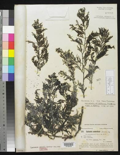 Stephanocystis Setchellii Multi Agency Rocky Intertidal Network