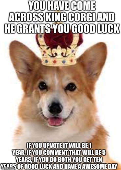 corgi Memes & GIFs - Imgflip